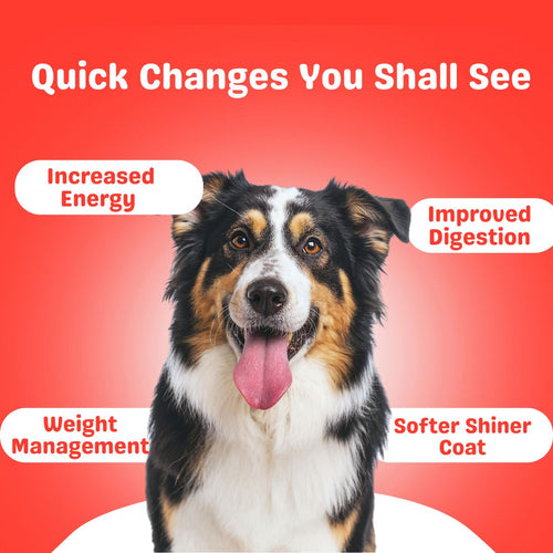 Chicken & Pumpkin Recipe-100g | Gut-Friendly Dog Food – ForPet
